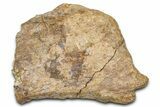 Dinosaur (Triceratops) Frill Shield Section - Wyoming #371525-1